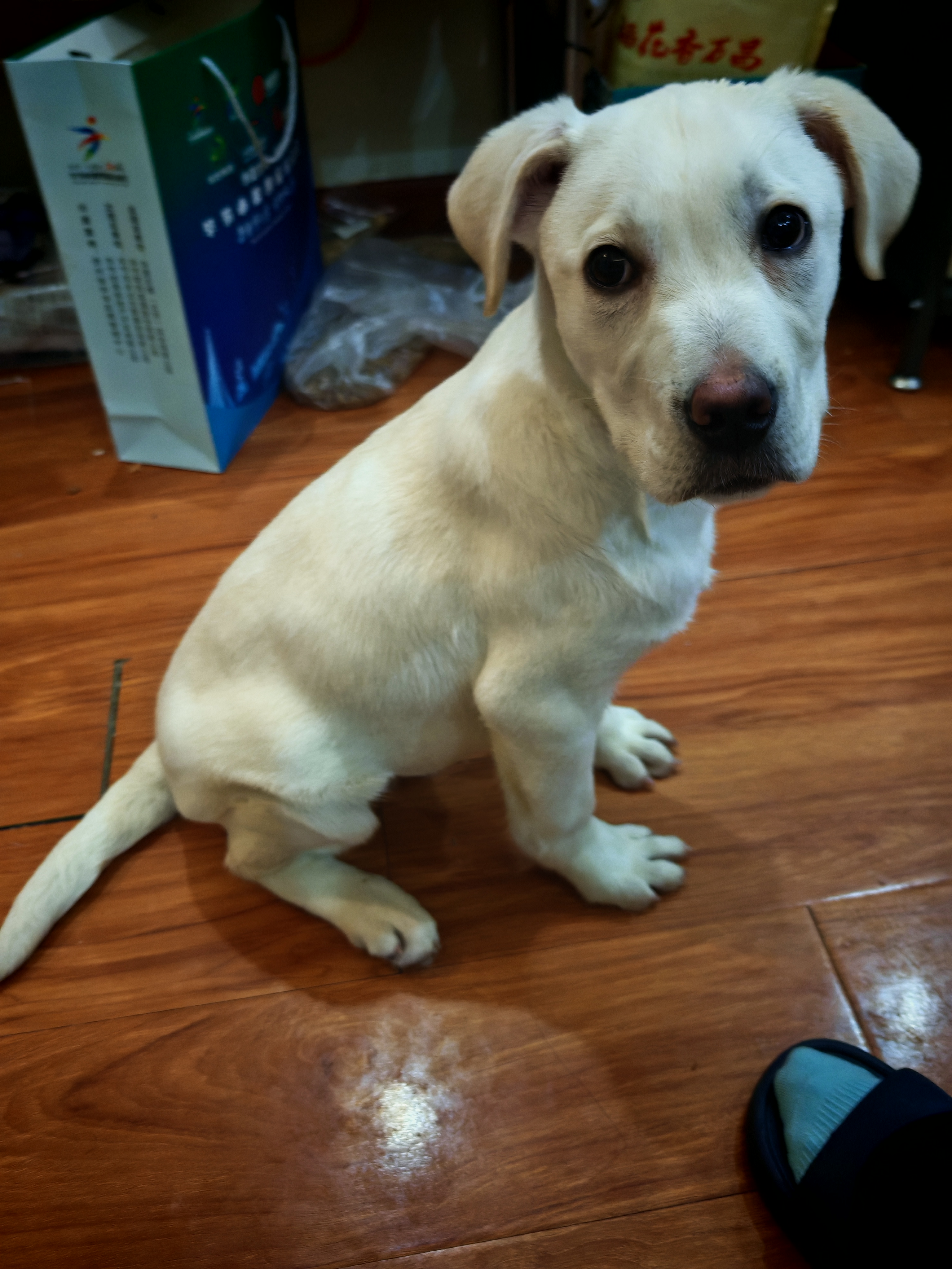 拉布拉多#公犬#除虫疫苗已做#包售后无忧。
